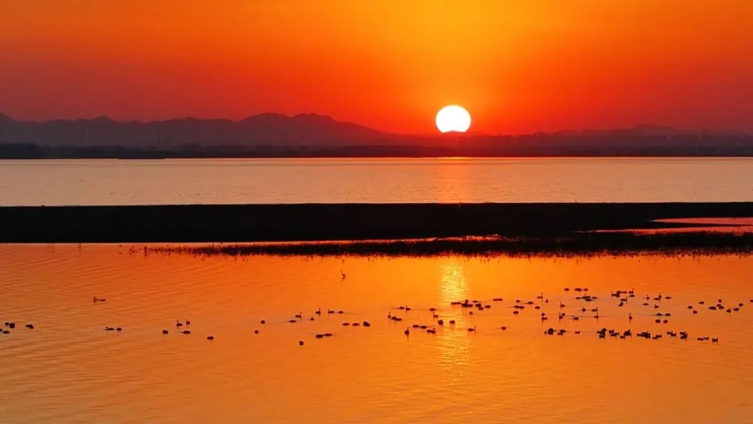 冬日限定！萬鳥齊飛，這幅生態(tài)畫卷美到心醉