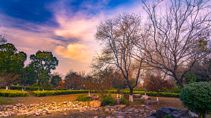 縣區(qū)動(dòng)態(tài) | 金輝染玉帶 樹(shù)影繪冬卷