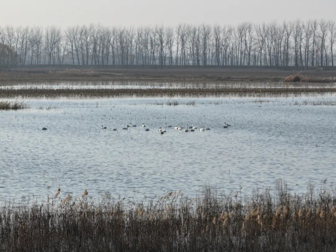 冬日限定！萬鳥齊飛，這幅生態(tài)畫卷美到心醉