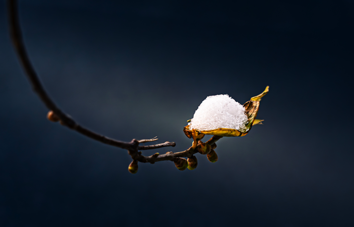 縣區(qū)動(dòng)態(tài) | 雪落無聲 詩意滿園