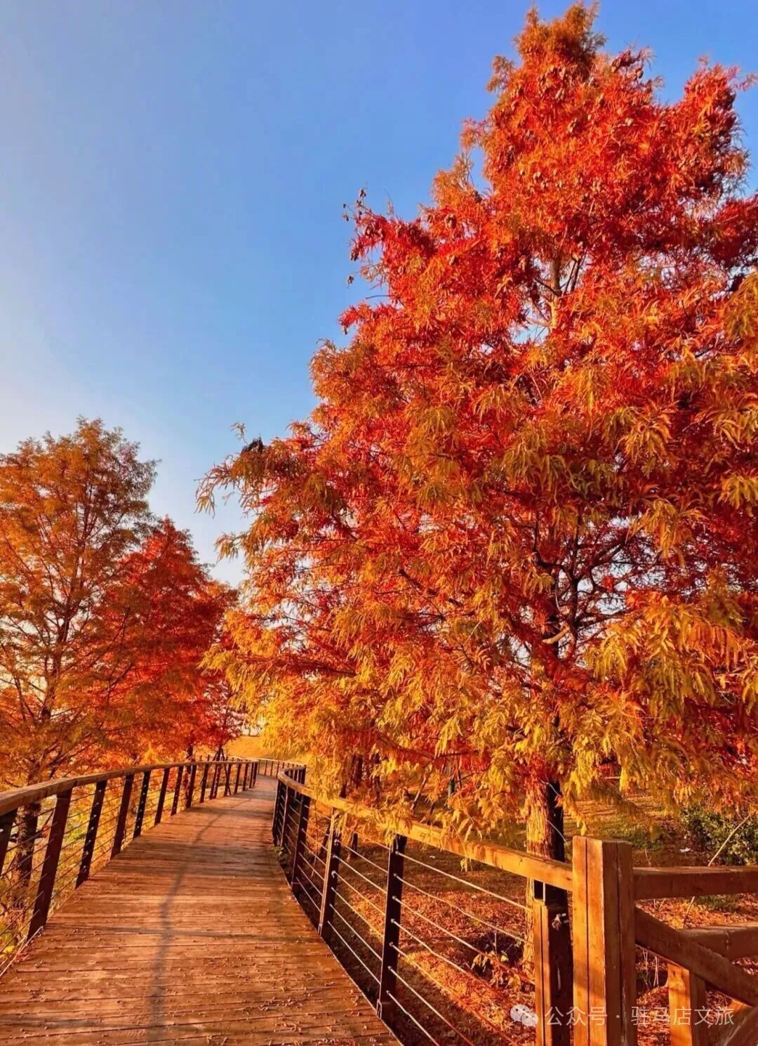 全部免費！在駐馬店，收藏冬日的第一縷暖陽