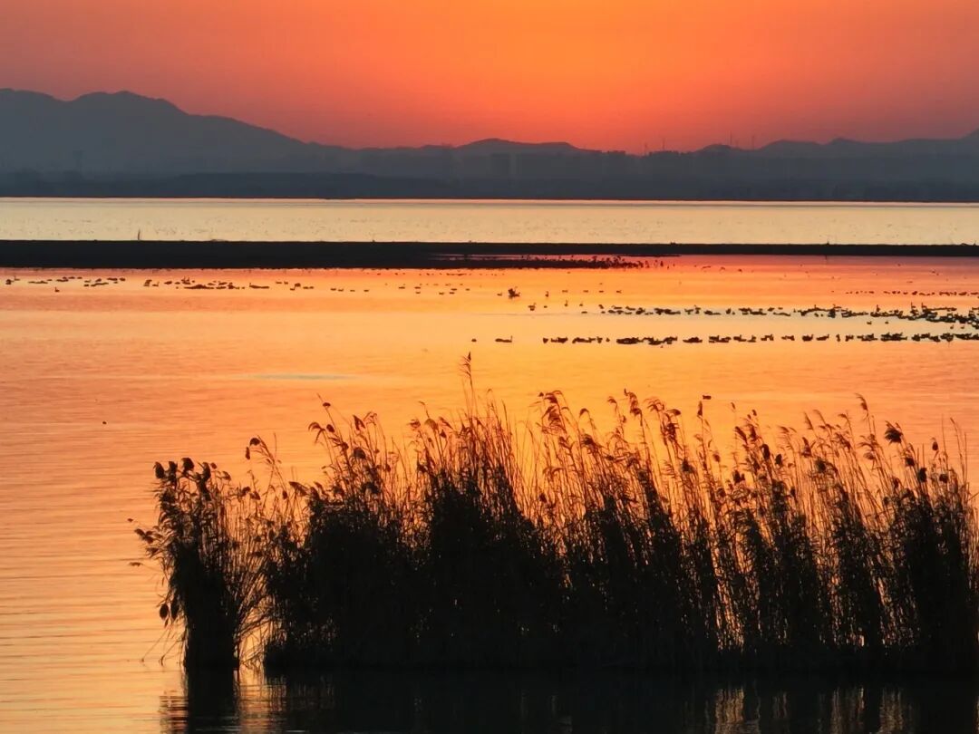 冬日限定！萬鳥齊飛，這幅生態(tài)畫卷美到心醉