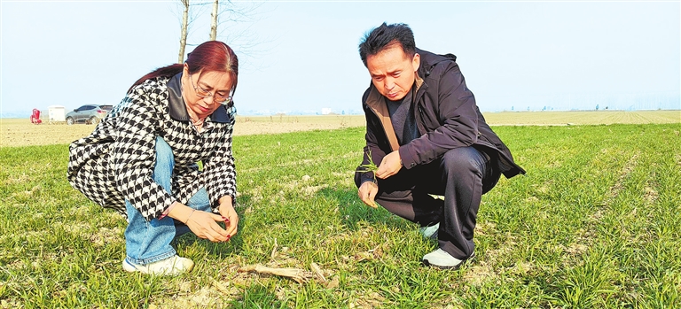 晚播小麥冬日“成長(zhǎng)錄”