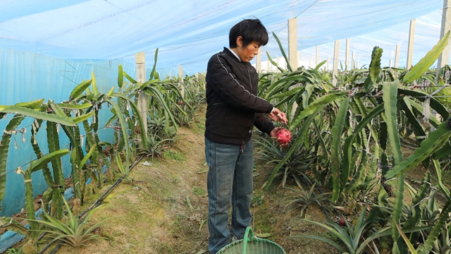 新蔡縣澗頭鎮(zhèn)：南果北種結(jié)出“金果” 特色產(chǎn)業(yè)助推鄉(xiāng)村振興