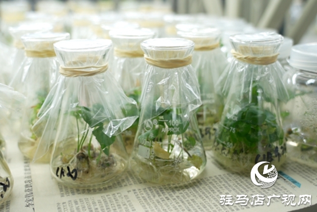 黃淮學(xué)院團(tuán)隊培育“汝半夏1號”通過省級鑒定