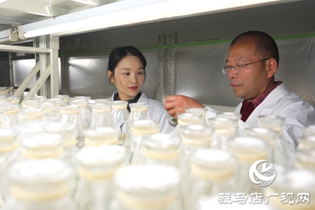 黃淮學(xué)院團(tuán)隊培育“汝半夏1號”通過省級鑒定