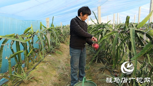 新蔡縣澗頭鎮(zhèn):南果北種結出“金果” 特色產(chǎn)業(yè)助推鄉(xiāng)村振興