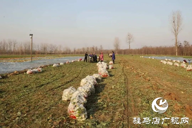 正陽縣大林鎮(zhèn):沙土地里結(jié)出“致富果” 特色種植鋪就富民路