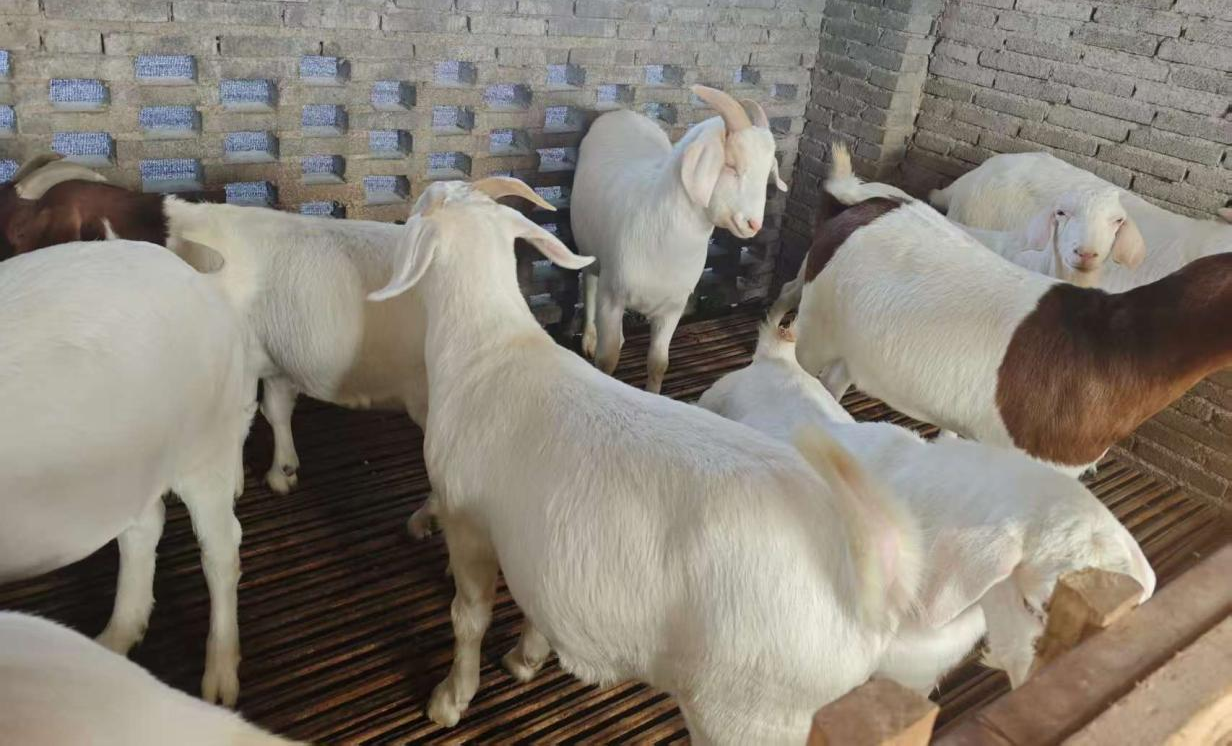 駐馬店市動物疫病防疫檢疫中心發(fā)布2026年元月份動物疫病預(yù)警預(yù)報