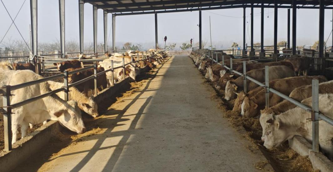 駐馬店市動物疫病防疫檢疫中心發(fā)布2026年元月份動物疫病預(yù)警預(yù)報