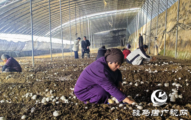 驛城區(qū)胡廟鄉(xiāng):雙孢菇撐開(kāi)“致富傘” 產(chǎn)業(yè)振興跑出“加速度”