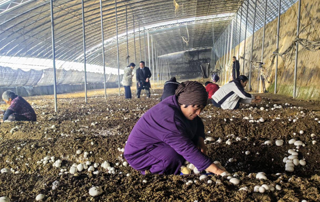 驛城區(qū)胡廟鄉(xiāng)：雙孢菇撐開“致富傘” 產(chǎn)業(yè)振興跑出“加速度”