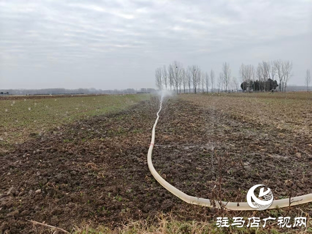 泌陽縣郭集鎮(zhèn)：扎實(shí)開展冬季小麥田間管理 筑牢夏糧豐收根基