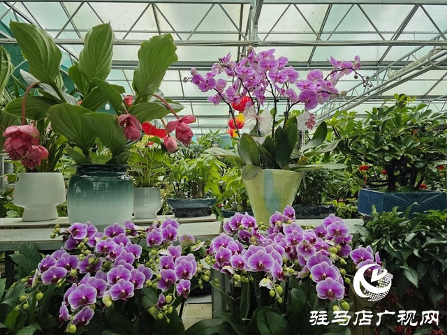 姹紫嫣紅迎新年 駐馬店年宵花市銷售持續(xù)升溫