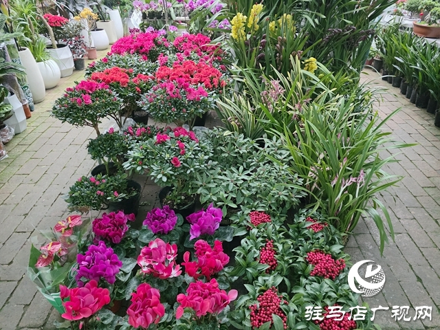 姹紫嫣紅迎新年 駐馬店年宵花市銷售持續(xù)升溫