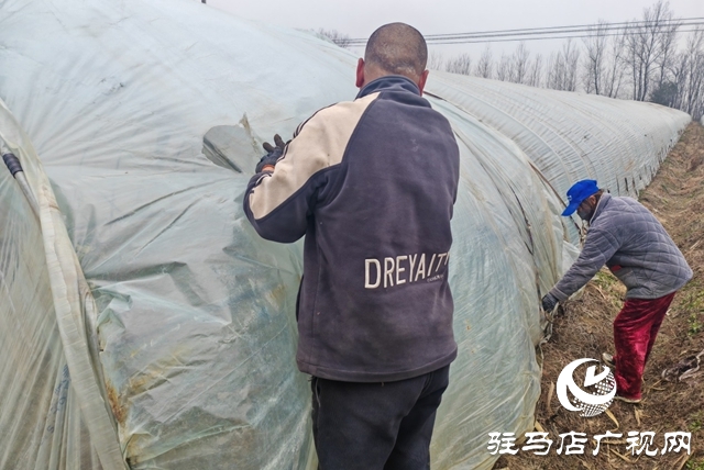 平輿縣老王崗鄉(xiāng)白龍廟村:寒冬大棚春意濃 面條菜拓寬增收路