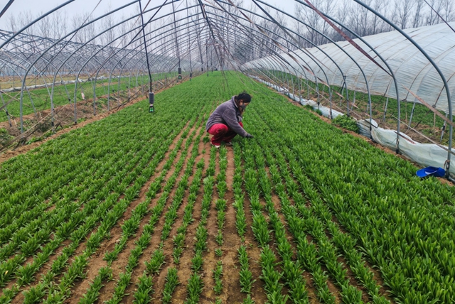 平輿縣老王崗鄉(xiāng)白龍廟村：寒冬大棚春意濃 面條菜拓寬增收路