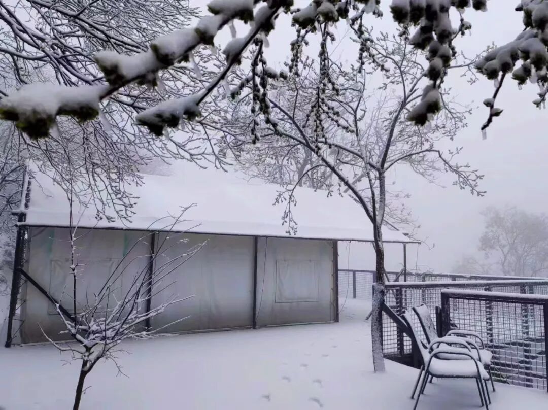 雪落無(wú)聲，詩(shī)意滿天中