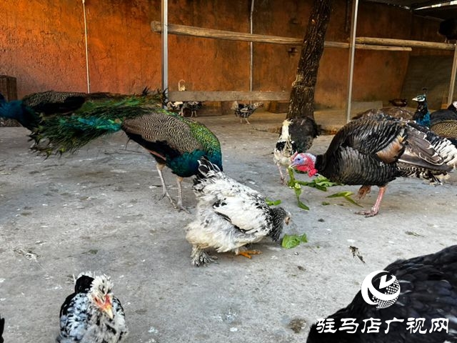 駐馬店市南海動(dòng)物園孔雀園正式開放 17只&ldquo;林中仙子&rdquo;安家落戶