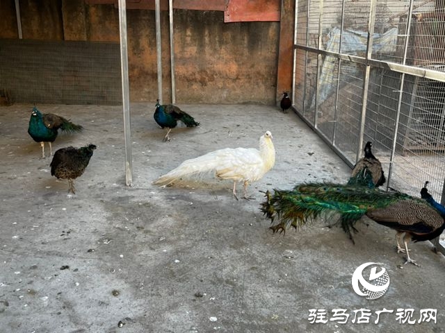 駐馬店市南海動(dòng)物園孔雀園正式開放 17只&ldquo;林中仙子&rdquo;安家落戶