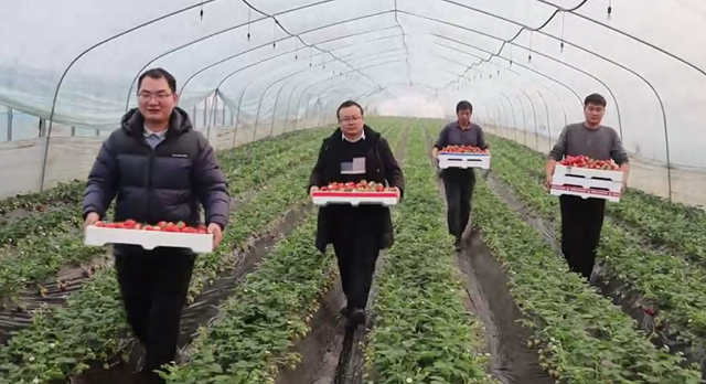 新蔡縣余店鎮(zhèn)二宋莊村：草莓飄香產(chǎn)業(yè)興 特色種植促振興