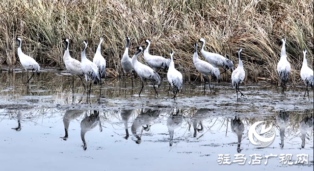 陳東洋：七年守護(hù)濕地 為十萬候鳥護(hù)航