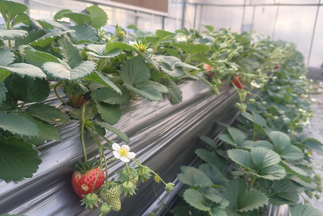 “空中草莓”熟了！ 市民可入園采摘