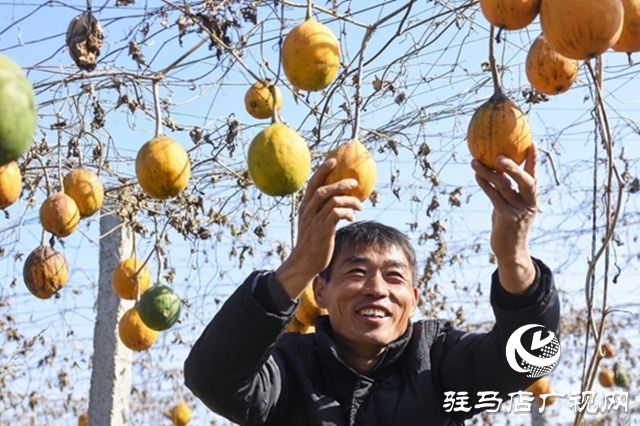 正陽(yáng)縣:電商賦能“土特產(chǎn)” 連接鄉(xiāng)村“振興路”