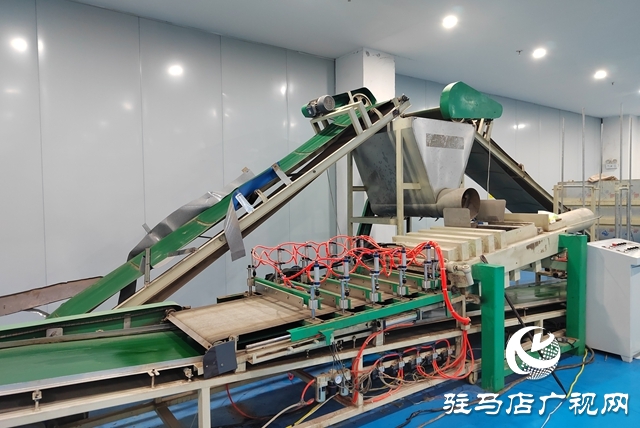 駐馬店艾多多生物科技:以硬核品控擦亮天中艾草名片