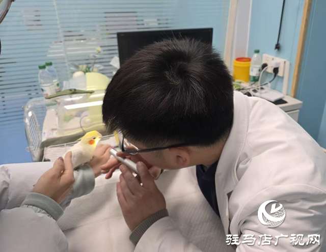 異寵如何溫暖過冬?寵物專家發(fā)布冬季養(yǎng)護(hù)指南