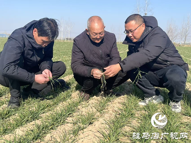 劉振芳:四十年堅(jiān)守田埂 為鄉(xiāng)親蹚出增收路