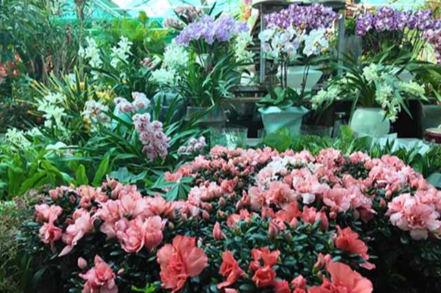 駐馬店：年宵花市春意濃 “美麗經(jīng)濟(jì)”迎新年