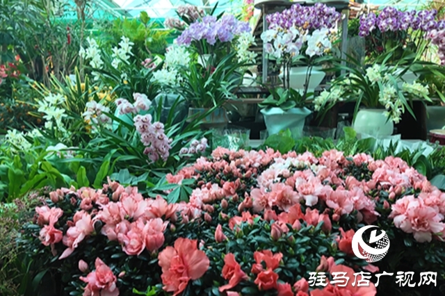 駐馬店:年宵花市春意濃 “美麗經(jīng)濟(jì)”迎新年