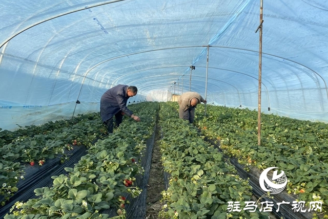 驛城區(qū):冬日“莓”景如畫 特色采摘富了農家