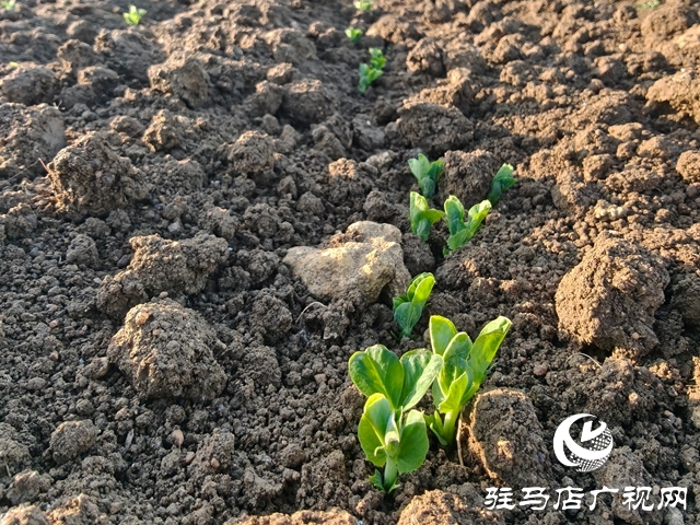 泌陽縣郭集鎮(zhèn)：一顆豌豆的“逆襲” 從閑田作物到致富支柱