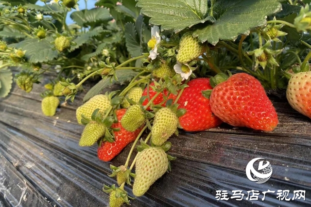 驛城區(qū):冬日“莓”景如畫 特色采摘富了農家