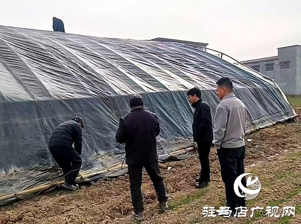 平輿縣萬金店鎮(zhèn)：大棚產(chǎn)業(yè)“搭骨架” 鄉(xiāng)村振興“添動能”