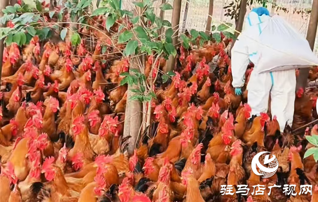 正陽(yáng)縣:生態(tài)養(yǎng)殖“啄”開(kāi)鄉(xiāng)村振興致富門(mén)