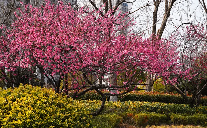 縣區(qū)動態(tài) | 梅綻枝頭俏 風(fēng)輕粉蕊香