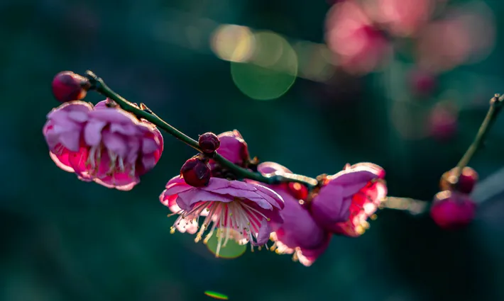 縣區(qū)動態(tài) | 梅綻枝頭俏 風(fēng)輕粉蕊香