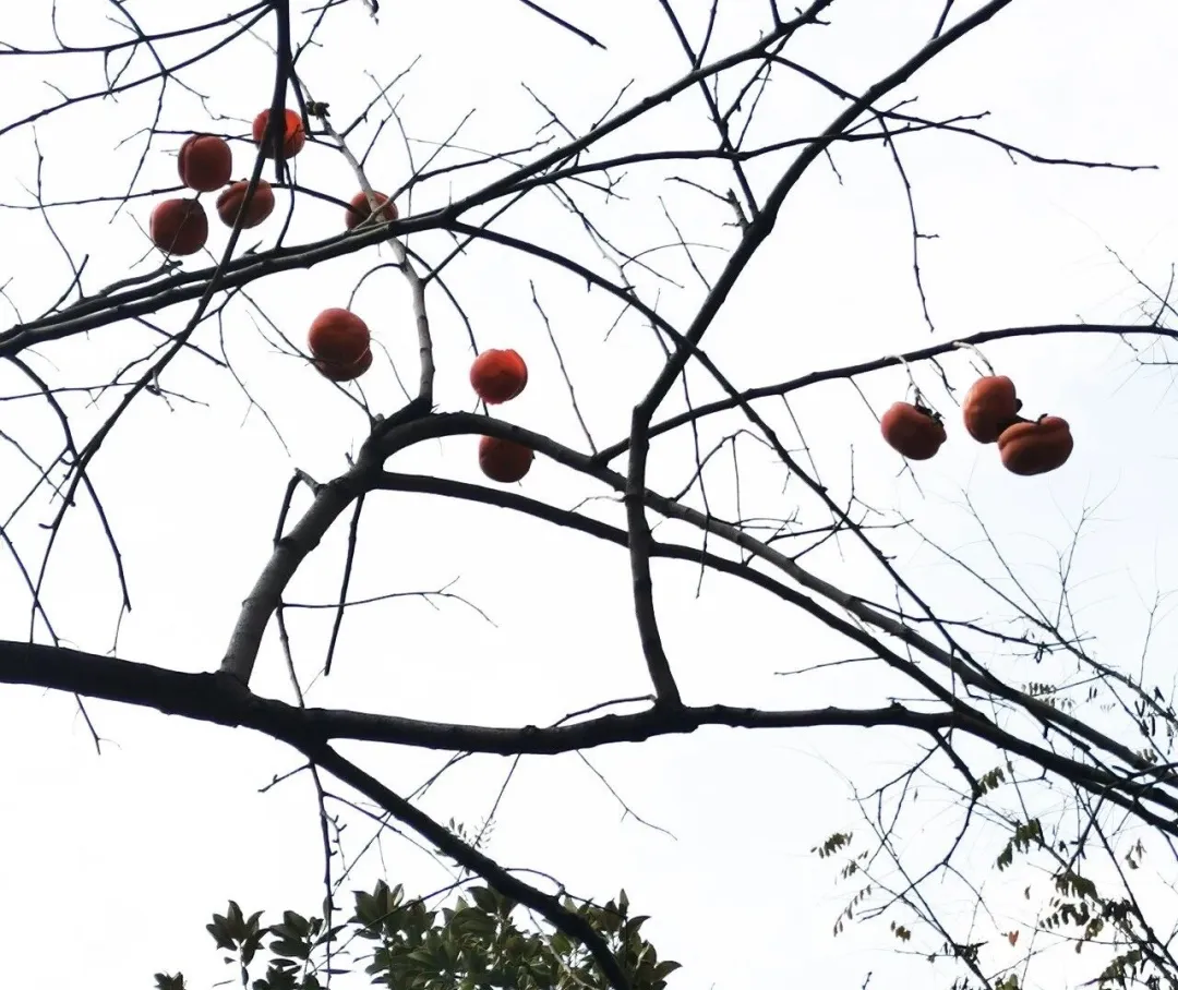嘉源畫館——小城星火 如何照亮國(guó)展之路