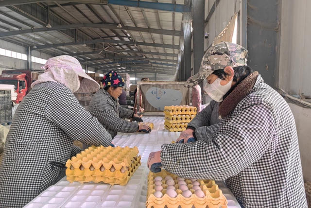 駐馬店市驛城區(qū)：合作社里就業(yè)忙 鄉(xiāng)村振興畫卷新