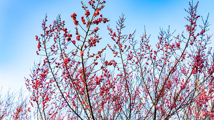 縣區(qū)動態(tài) | 梅綻枝頭俏 風(fēng)輕粉蕊香