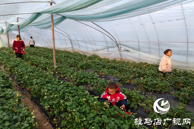 平輿縣陽城鎮(zhèn)張萬寨村:冬日大棚果飄香 親子采摘樂融融