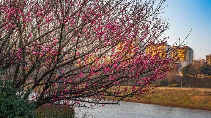 縣區(qū)動態(tài) | 梅綻枝頭俏 風(fēng)輕粉蕊香
