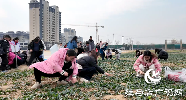 遂平縣第七初級(jí)中學(xué)學(xué)生種菜賣菜 勞動(dòng)教育搜收獲豐