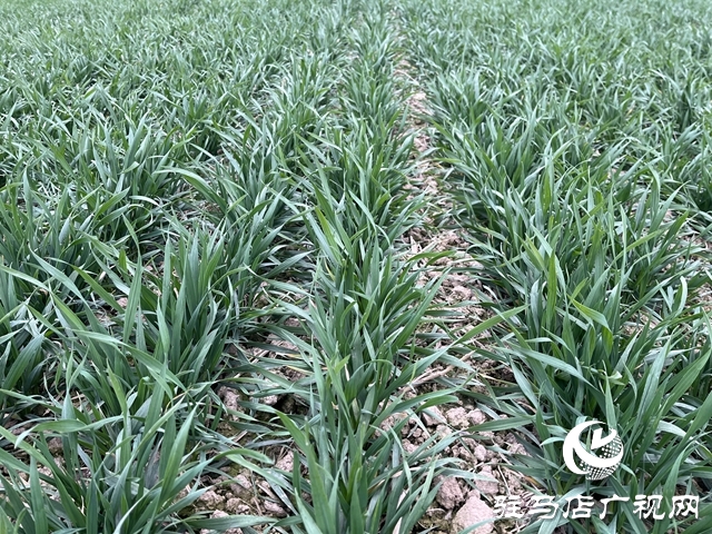 雨雪天氣即將來臨 農(nóng)業(yè)專家支招麥田管理