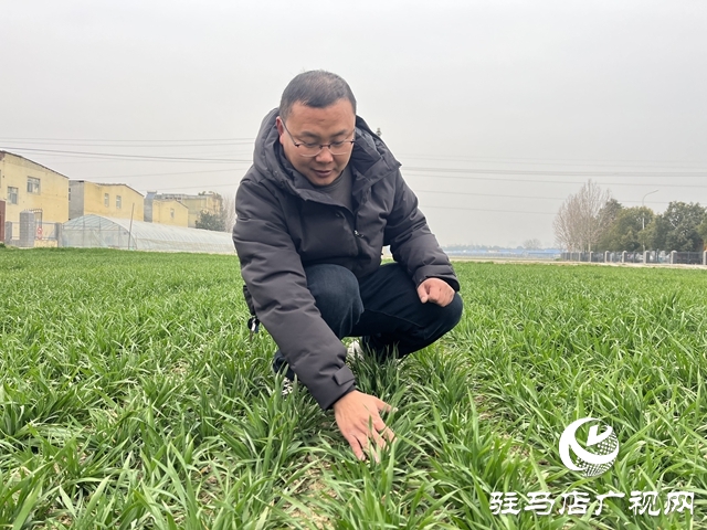 雨雪天氣即將來臨 農(nóng)業(yè)專家支招麥田管理