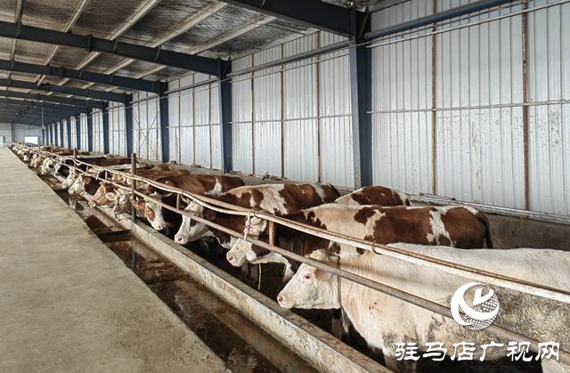 牛產(chǎn)業(yè)“犇”向致富路 羊冊(cè)鎮(zhèn)鄉(xiāng)村振興動(dòng)力足