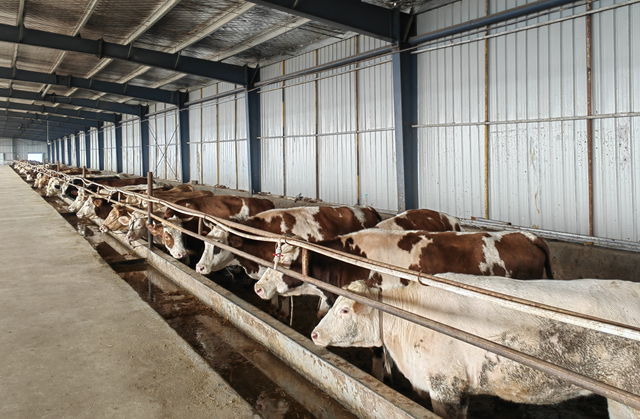 牛產(chǎn)業(yè)“犇”向致富路 羊冊(cè)鎮(zhèn)鄉(xiāng)村振興動(dòng)力足